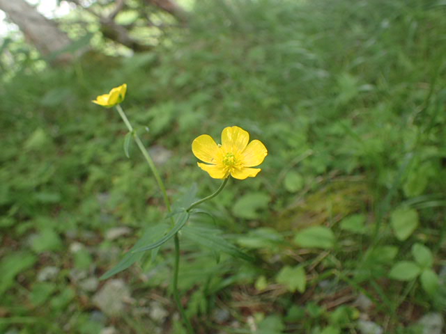 白根御池小屋から二股分岐に向かって進んだルートで見つけたミヤマキンポウゲ