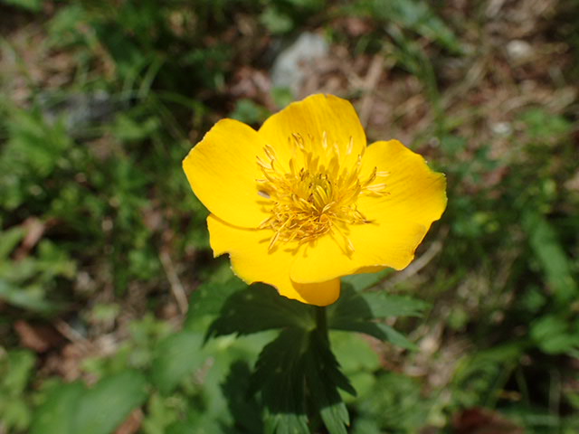 二股分岐で見つけたシナノキンバイ