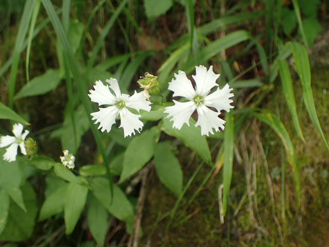 北岳のあちこちで見ることができるセンジュガンピ