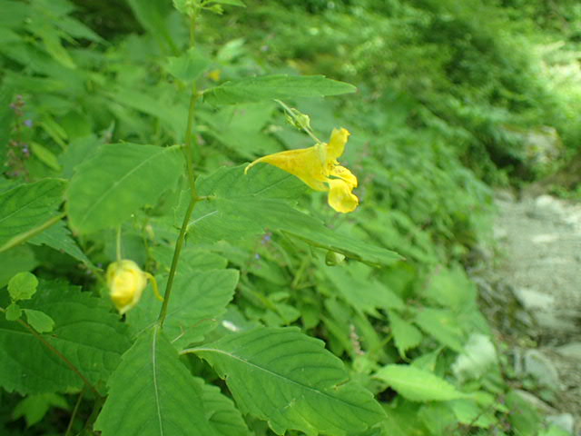 大樺沢ルート下部で見つけたキツリフネ