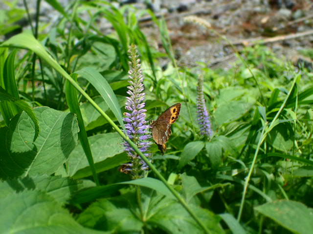 クガイソウの蜜を吸う？ベニヒカゲ