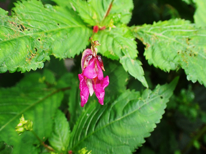夜叉神峠のツリフネソウ