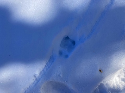 中土合公園に残されていた足跡
