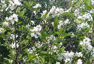 20160406オオシマザクラ