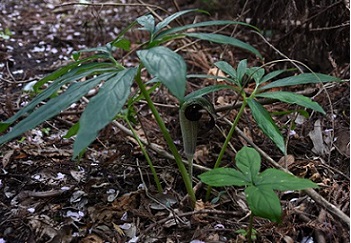 201600410ウラシマソウ