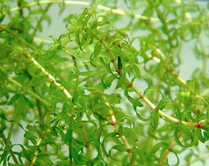 日光市提供_コカナダモ