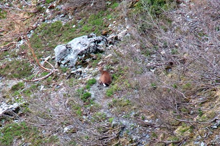 北岳山荘付近でくつろぐニホンジカ