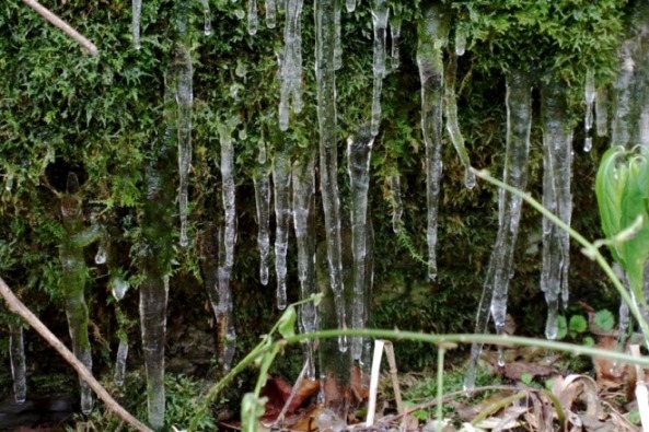 つらら。11月10日撮影