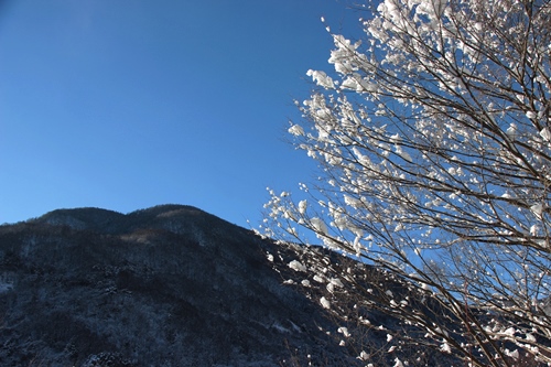 木の枝に雪がついて花のようです