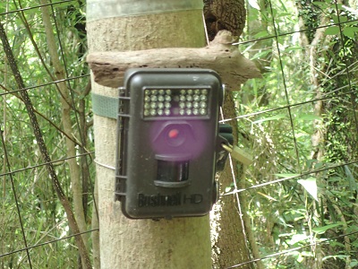 センサーカメラ