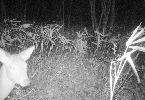 シカカメラ目線