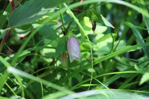 ヤマホタルブクロ