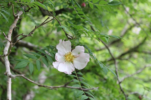 サンショウバラ