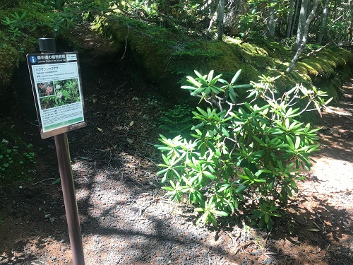 ハクサンシャクナゲと看板