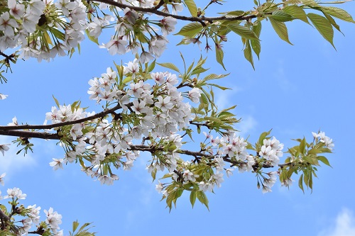 青空の下、満開のオオシマザクラ