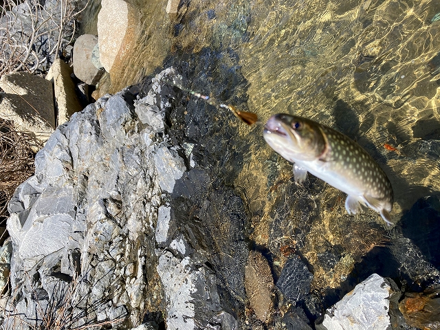 檜枝岐川のイワナ