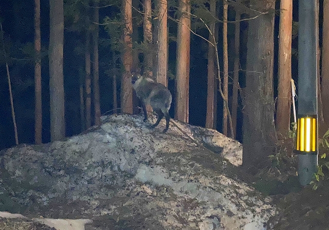 こちらを見つめるカモシカ