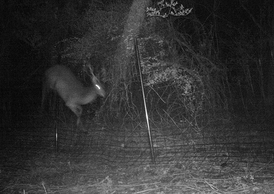 鹿がフェンスに当たる