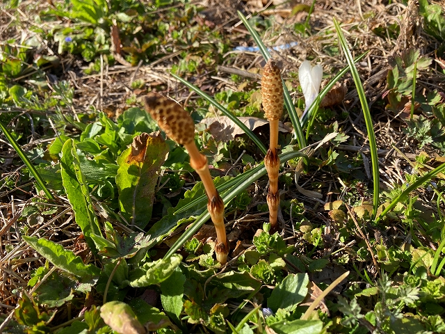 陽当たりの良い地面から顔を出したツクシ