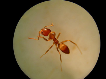 アルゼンチンアリ