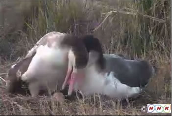 監視カメラによって撮影されたつがいの写真