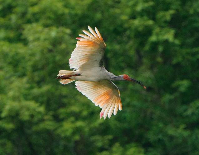 放鳥されたトキ